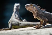 Kiedy jest Światowy Dzień dinozaura? Kiedy jest Światowy Dzień dinozaura?
