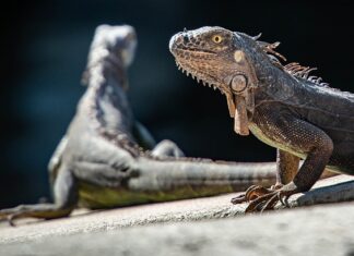 Kiedy jest Światowy Dzień dinozaura?