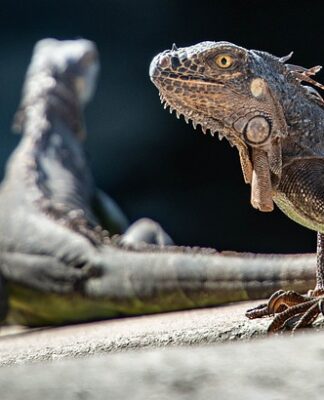 Kiedy jest Światowy Dzień dinozaura?