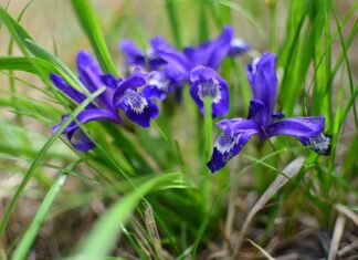 Jak zrobić Łezkę w krawacie? Jak zrobić Łezkę w krawacie?