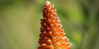 Czy kozaki muszą być dopasowane?