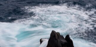 Jaka jest cena prosiaka?