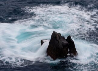 Jaka jest cena prosiaka? Jaka jest cena prosiaka?