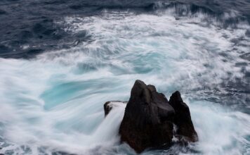 Jaka jest cena prosiaka?