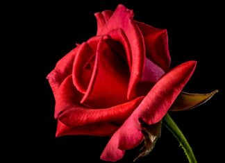 Co to jest czerwona skarpeta?