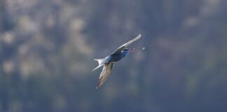 Jak dobrać muchę do garnituru?