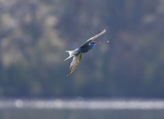 Jak dobrać muchę do garnituru? Jak dobrać muchę do garnituru?