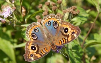W jakim kolorze mucha do ślubu? W jakim kolorze mucha do ślubu?