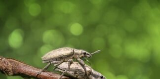 Ile daje się na złote gody?