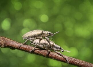 Ile daje się na złote gody? Ile daje się na złote gody?