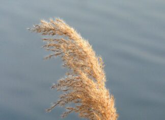 Czym się różnią getry od leginsów?
