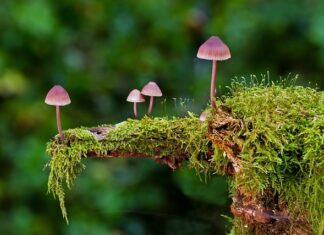 Jakie są rodzaje masek?