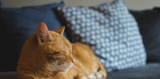 Co oznacza sen o krawacie?