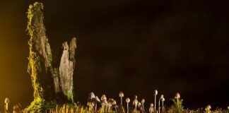 Jakie są rodzaje krawatów?