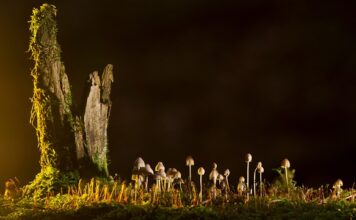 Jakie są rodzaje krawatów?