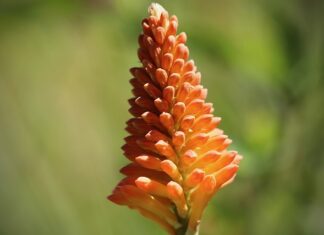 Czy kozaki kowbojki są modne?