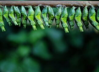 Jak wygląda larwa muszki owocówki?