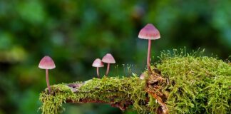 Jakie są rodzaje majtek?