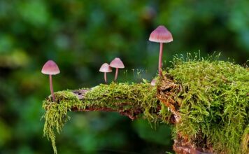 Jakie są rodzaje majtek?