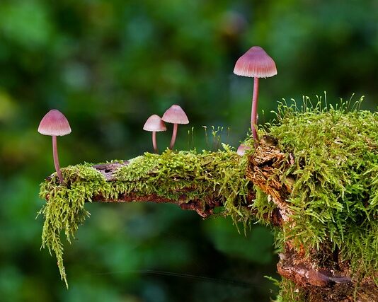 Jakie są rodzaje majtek?