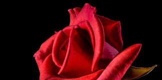 Co oznacza czerwona sukienka na wesele?