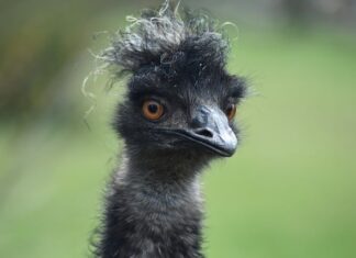 Czy Emu nadają się na śnieg?