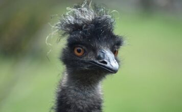 Czy Emu nadają się na śnieg? Czy Emu nadają się na śnieg?
