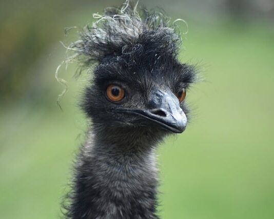 Czy Emu nadają się na śnieg? Czy Emu nadają się na śnieg?