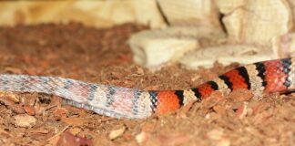 Czy można nosić koszulę z krawatem bez marynarki?