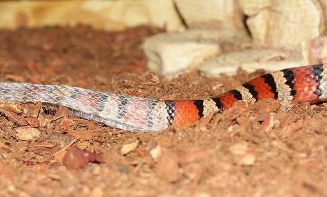 Czy można nosić koszulę z krawatem bez marynarki?