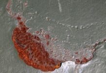 Czy wysokie podbicie to wada?