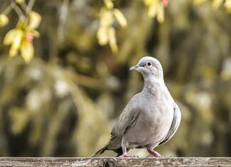 Jaki kołnierzyk bez krawata? Jaki kołnierzyk bez krawata?