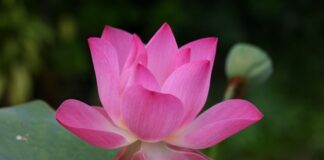 Co to znaczy po angielsku kowboj?