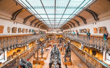 Czy dinozaur to zwierzę?