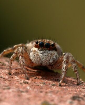 Jaka Mucha na skoczka? Jaka Mucha na skoczka?