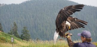 Czy mucha jest modna?