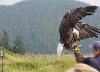 Czy mucha jest modna?