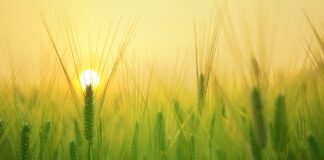 Czego się życzy młodej parze?