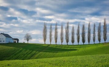 Co oznaczają kolory wenflonu?