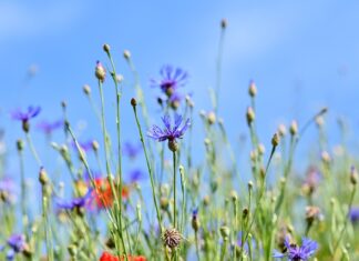 Po co jest drugi guzik w marynarce?